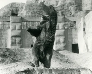 1921年8月、ロンドン動物園のマッピンテラス、ヒグマが後ろ足で直立し、空に向かって手を伸ばす